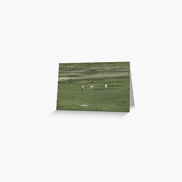 The Graze Greeting Card