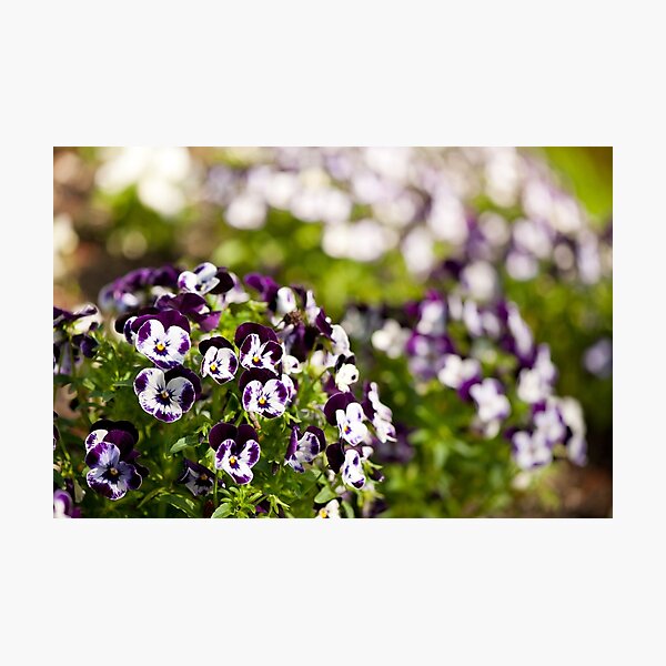 Item preview, Purple white Viola or pansy variegated flowers  designed and sold by Arletta Cwalina.