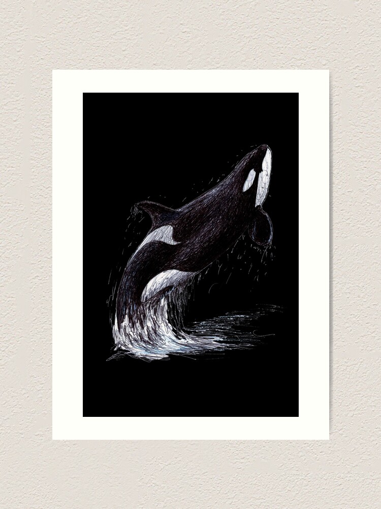 Kalina The Killer Whale Scribble Black Version Art Print For Sale By