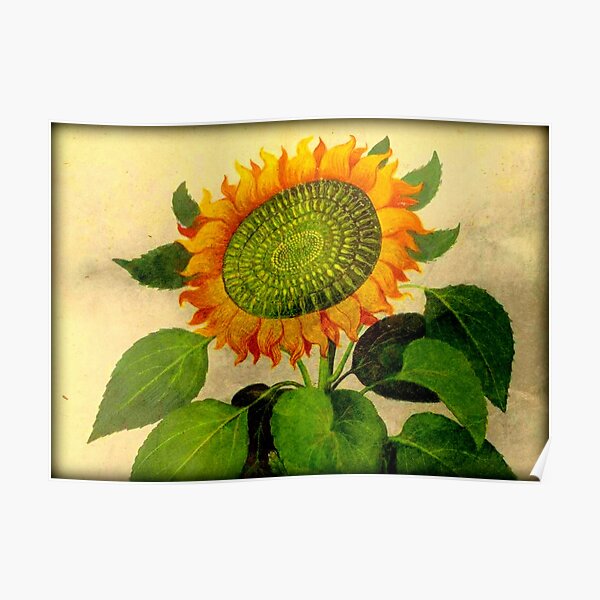 Gorgeous Vintage Botanical Sunflower Poster