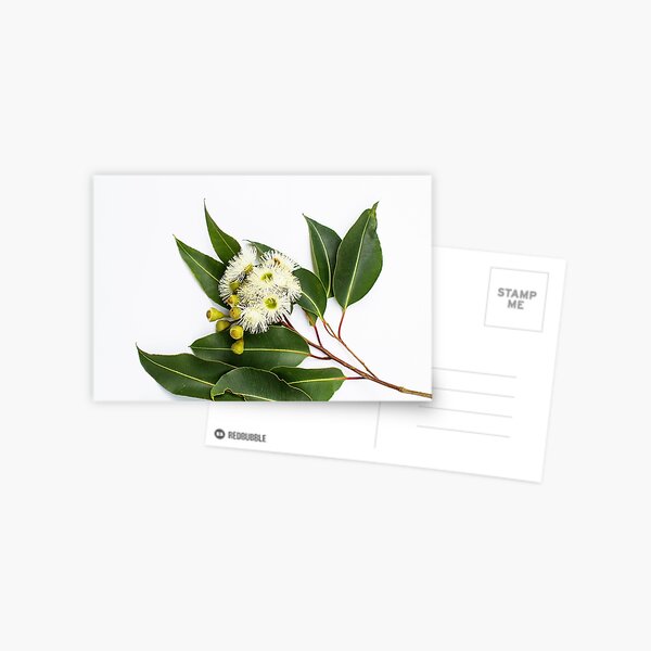Item preview, Eucalypt Marri flowers, Western Australia designed and sold by Life Images by Jill .