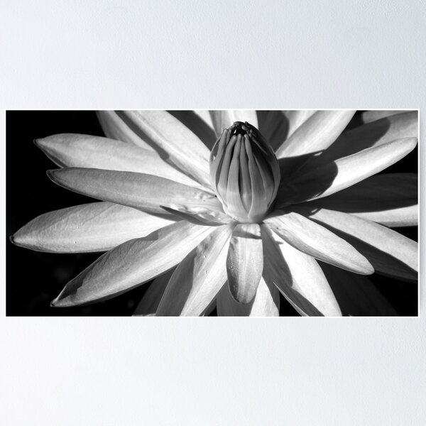 Item preview, B&W Waterlilly designed and sold by Brian Puckey.
