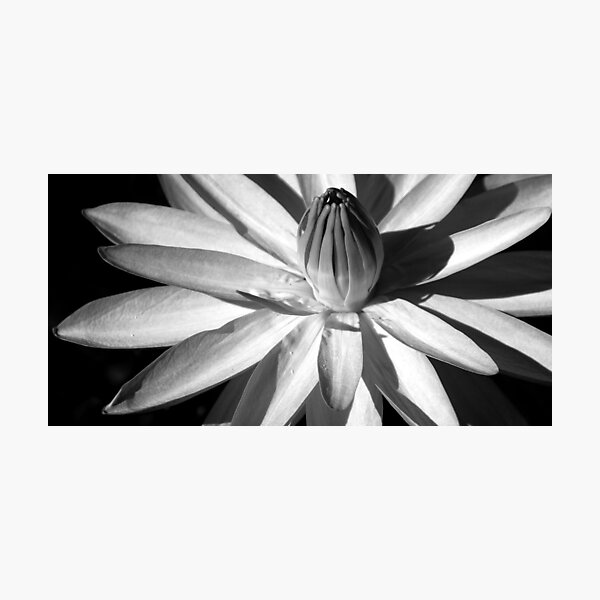 Artikelvorschau, B&W Waterlilly entworfen und verkauft von Brian Puckey.