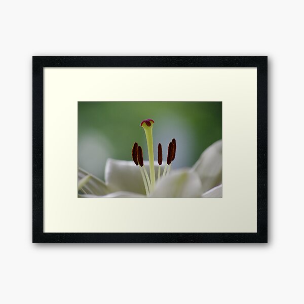 Item preview, flower macro designed and sold by Daidalos.