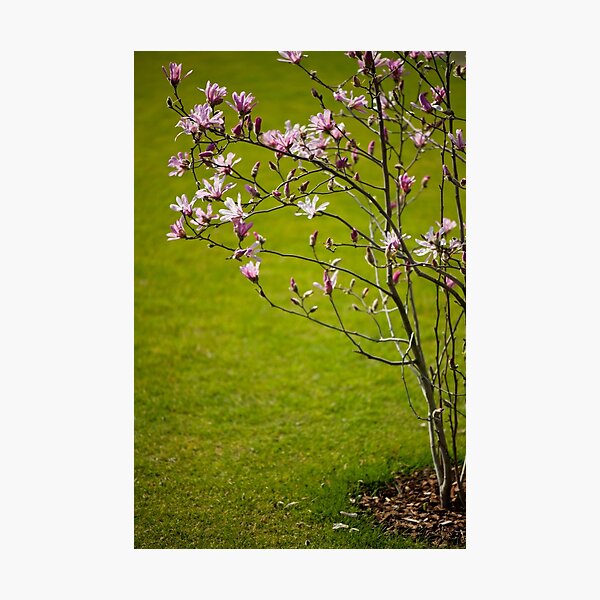 Item preview, Vibrant pink Magnolia blossoms  designed and sold by Arletta Cwalina.