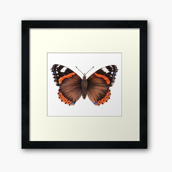 Red Admiral Butterfly Framed Art Print