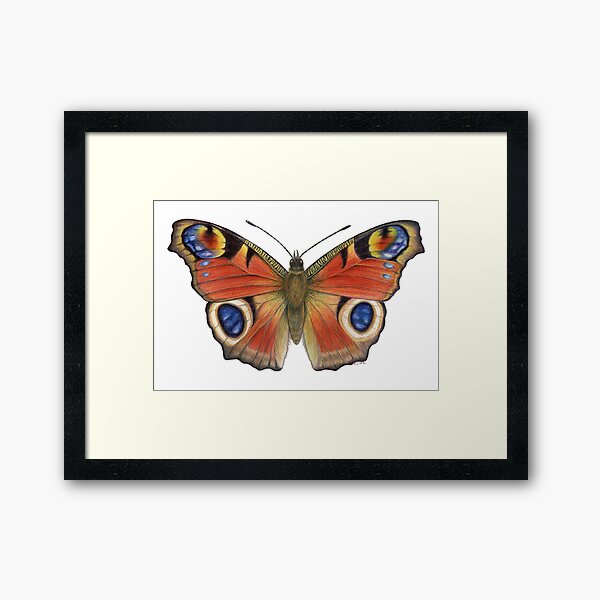 Peacock Butterfly (Inachis io) Framed Art Print