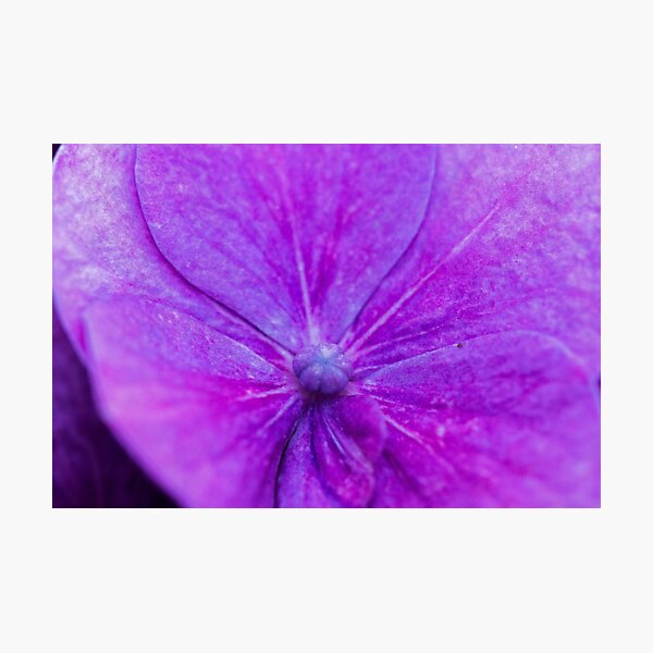 Item preview, purple morning flower designed and sold by Claes  Touber.