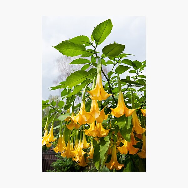 Item preview, Brugmansia called Angels Trumpets or Datura  designed and sold by Arletta Cwalina.