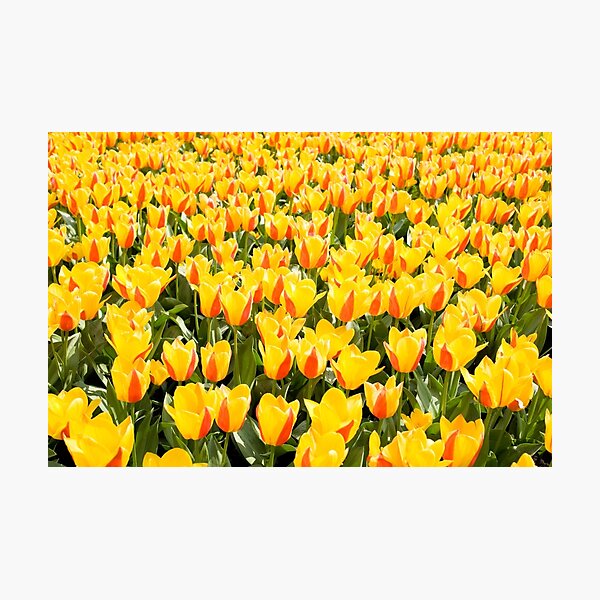 Item preview, yellow and red Stresa tulips abloom  designed and sold by Arletta Cwalina.