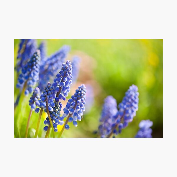 Item preview, Blue Muscari Mill flowers close-up in the spring  designed and sold by Arletta Cwalina.