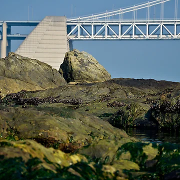 Imagen de la obra Bridge Behind Rocks de brian hammonds