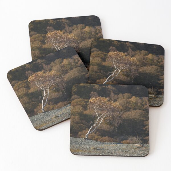 Item preview, Solitary Birch in a slate quarry designed and sold by ccullen222.