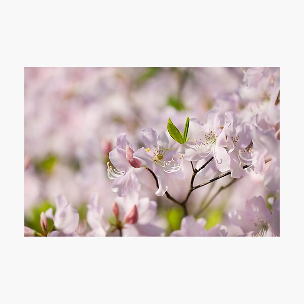 Item preview, Stem of pink Rhododendron called Azalea flowers  designed and sold by Arletta Cwalina.
