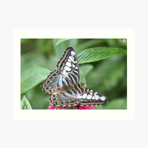 Blue and White Butterfly Art Print