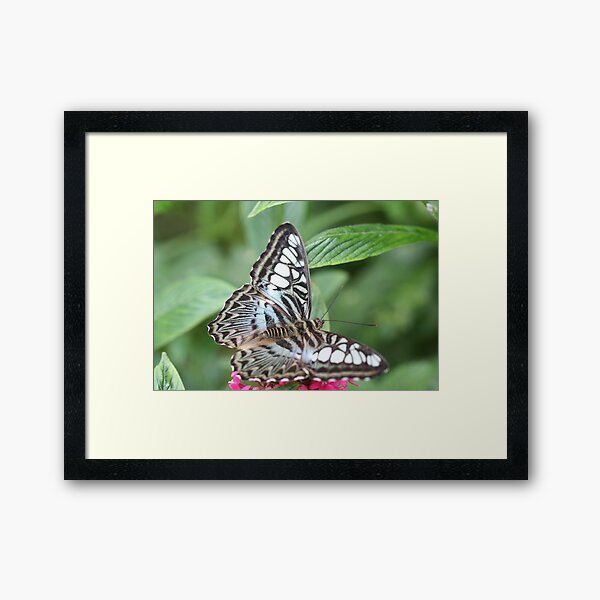 Blue and White Butterfly Framed Art Print