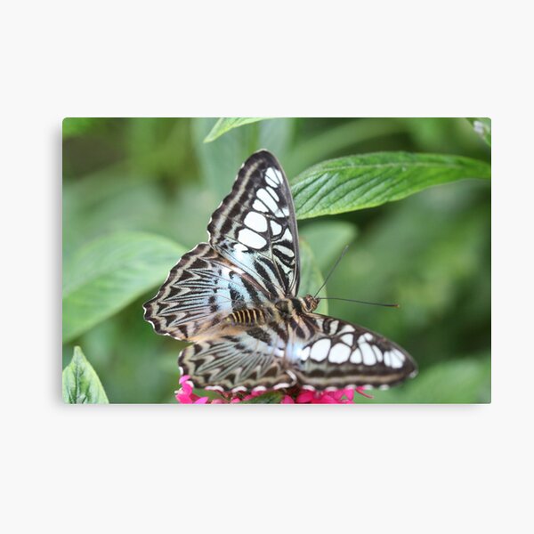 Blue and White Butterfly Canvas Print
