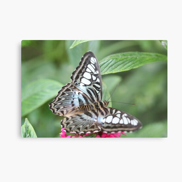 Blue and White Butterfly Metal Print