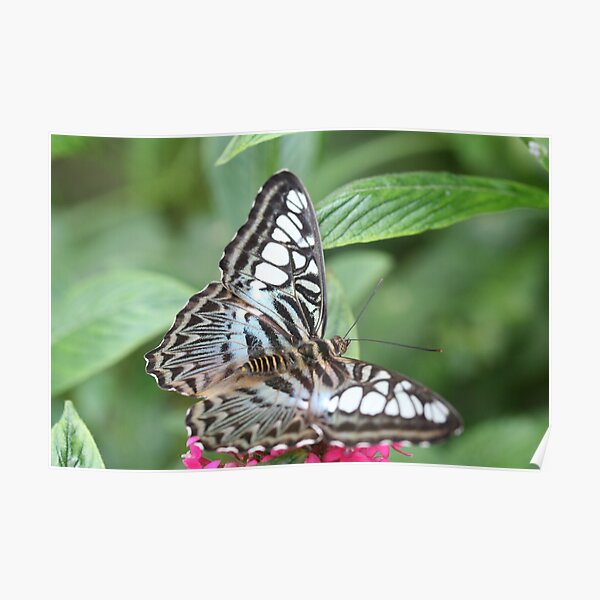 Blue and White Butterfly Poster