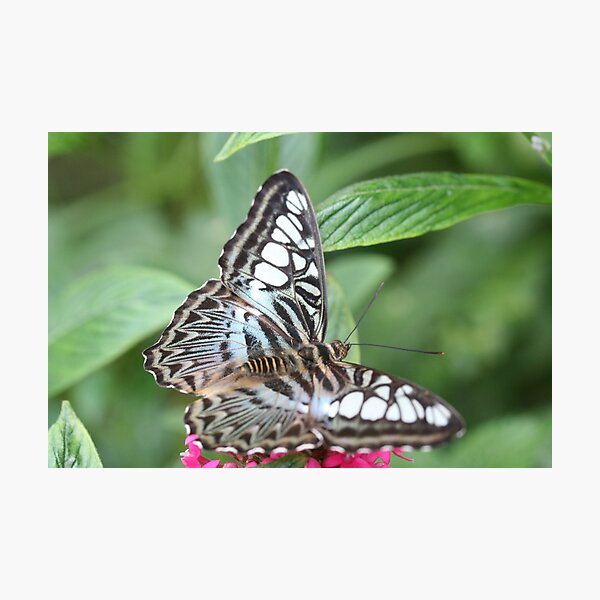 Blue and White Butterfly Photographic Print