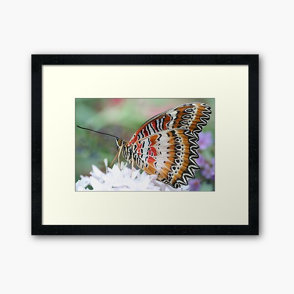 Zig Zag Fly Framed Art Print