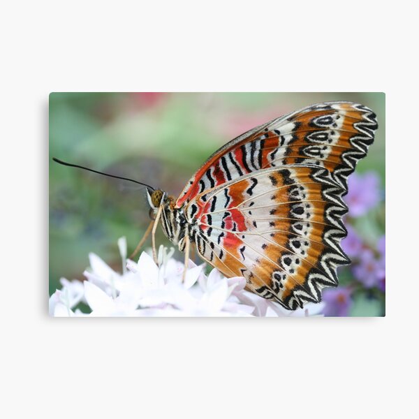 Zig Zag Fly Canvas Print