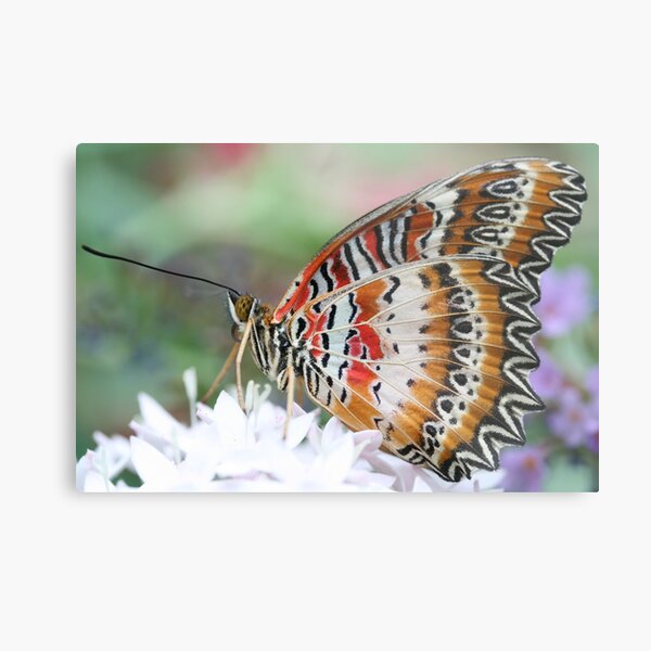 Zig Zag Fly Metal Print