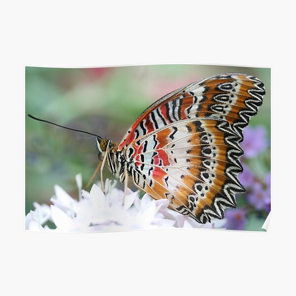 Zig Zag Fly Poster