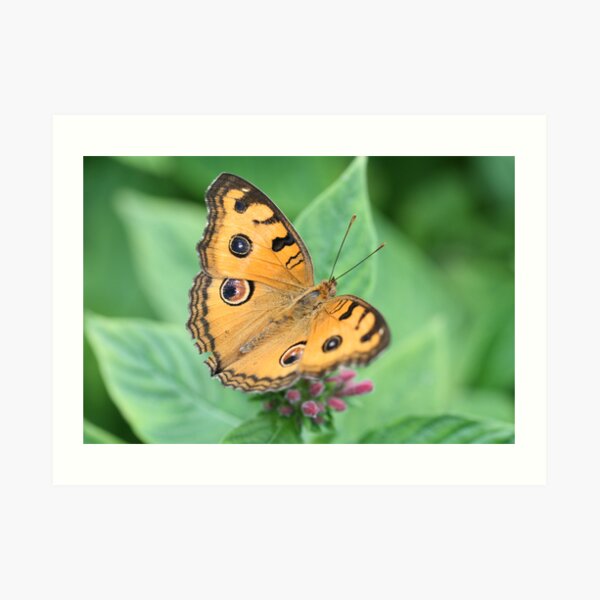 Orange Butterfly Art Print