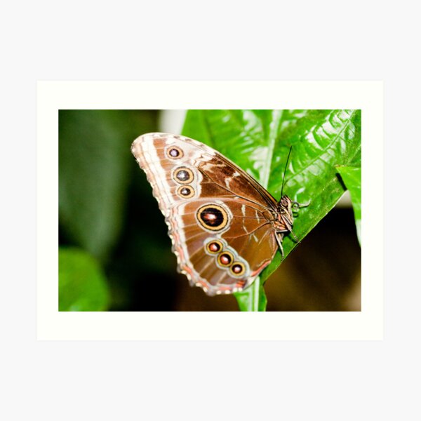 Beautiful Brown Butterfly Art Print
