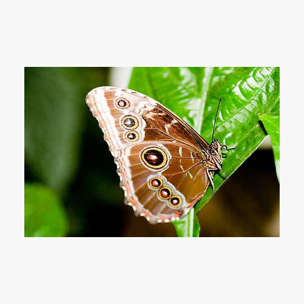 Beautiful Brown Butterfly Photographic Print