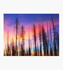 Whispering Pines Photographic Print