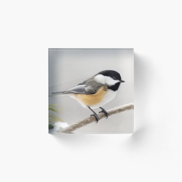 Chickadee Bird Painting Acrylic Block