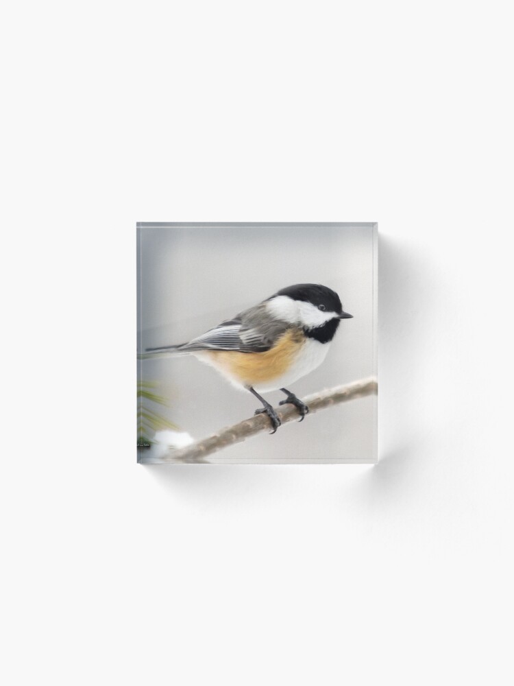 Alternate view of Chickadee Bird Painting Acrylic Block