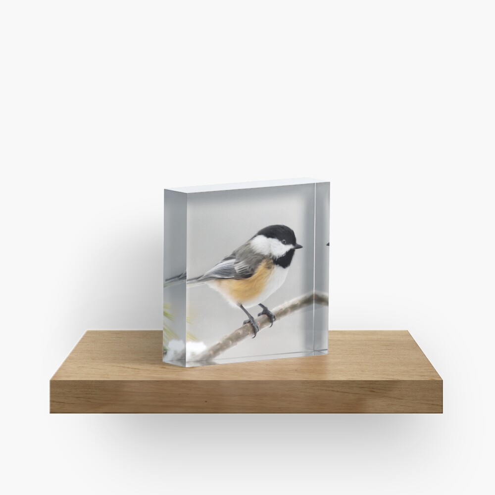 Chickadee Bird Painting Acrylic Block