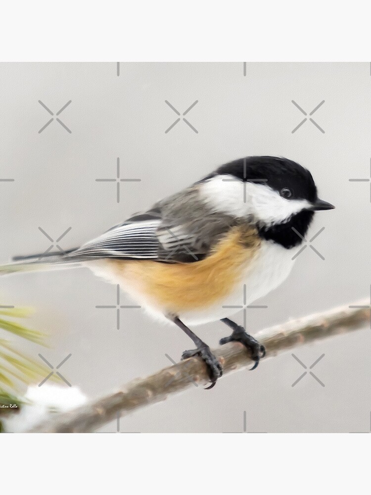 Chickadee Bird Painting by rollosphotos