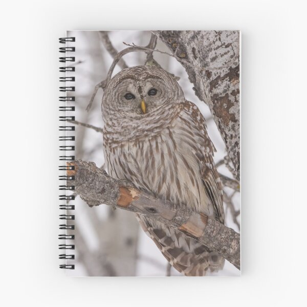 Item preview, Barred Owl 2 designed and sold by Yvette  Schneider.