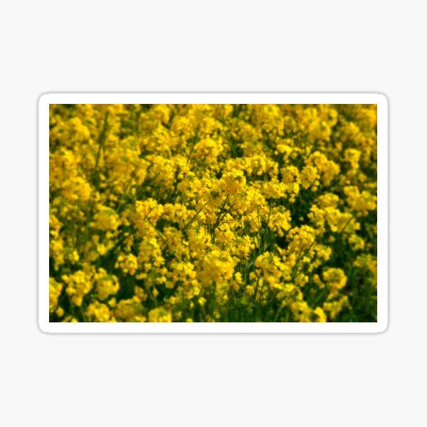 Happy Golden Yellow Rapeseed Flowers Sticker