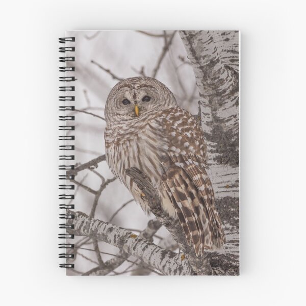 Item preview, Barred Owl 3 designed and sold by Yvette  Schneider.