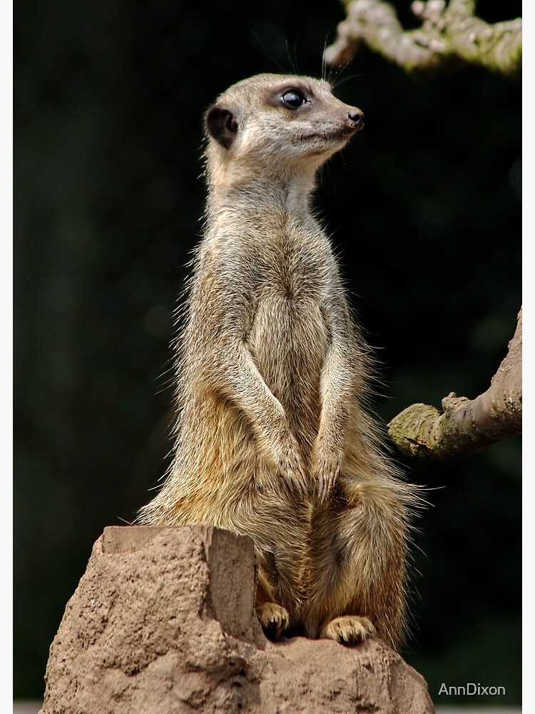 Meerkat | The Living Desert