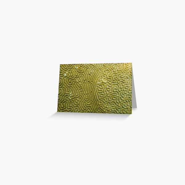 Coral Upclose Greeting Card