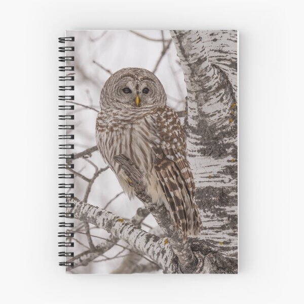 Item preview, Barred Owl 4 designed and sold by Yvette  Schneider.