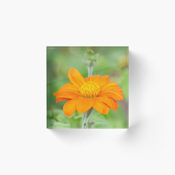 Mexican Sunflower Acrylic Block