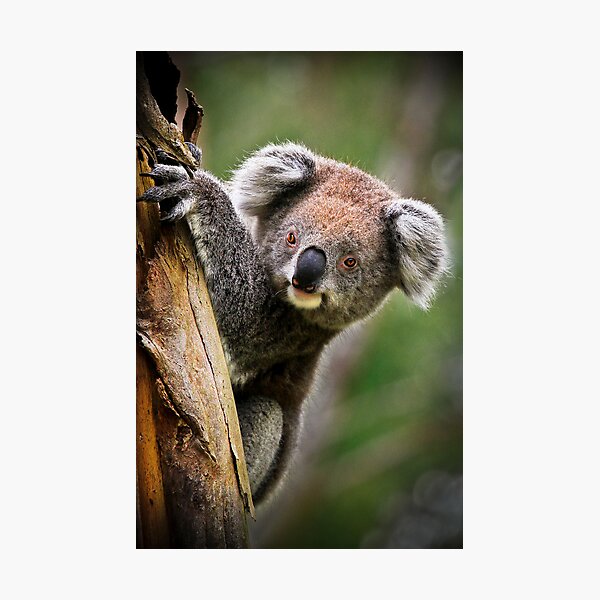 How Much Can A Koala Bear! Photographic Print