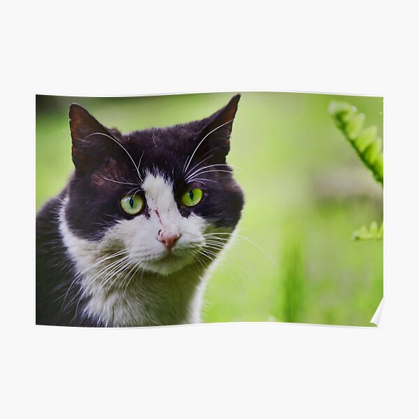 Scar face Poster