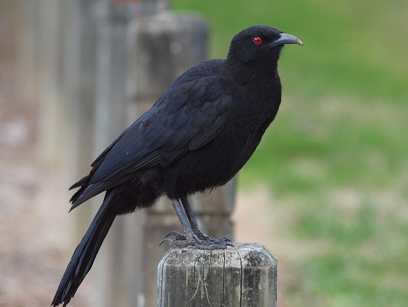 White Winged Chough" by shortshooter-Al | Redbubble