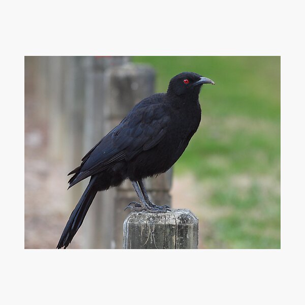 White Winged Chough Photographic Print