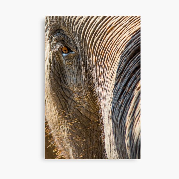 Elephant Eye Canvas Print