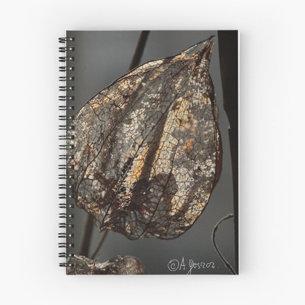 Item preview, Physalis alkekengi . ©Dr.Andrzej Goszcz Photography designed and sold by © Andrzej Goszcz,M.D. Ph.D.
