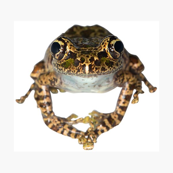 Patient Spinomantis Photographic Print